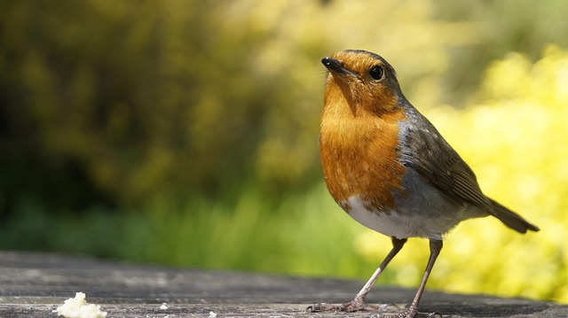 Rotkehlchen, Natur, Vogel, Garten