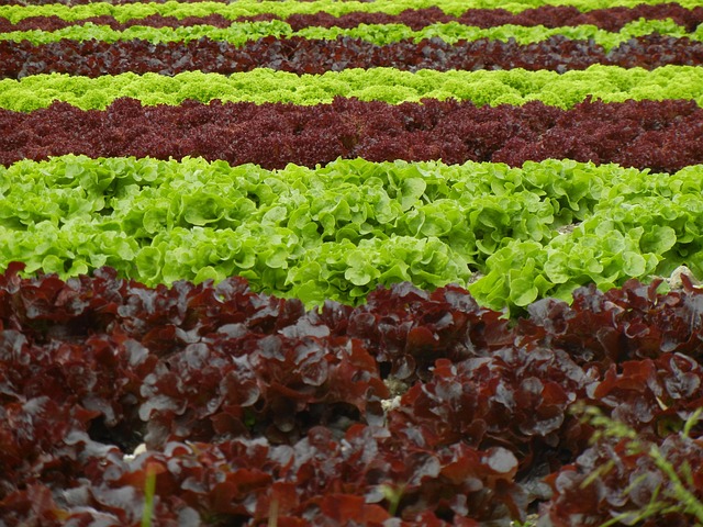 Salat, Feld, Landwirtschaft, Grün, Rot