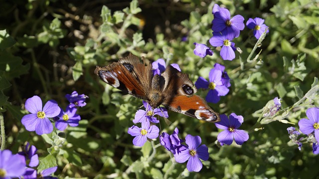 Schmetterling, Nahaufnahme, Insekt
