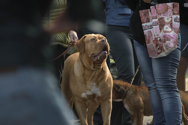 Free Dog Pets photo and picture