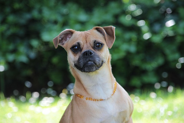 Free Dog Jackrussel photo and picture