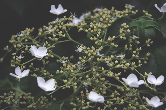Free Flower Cool Backgrounds photo and picture
