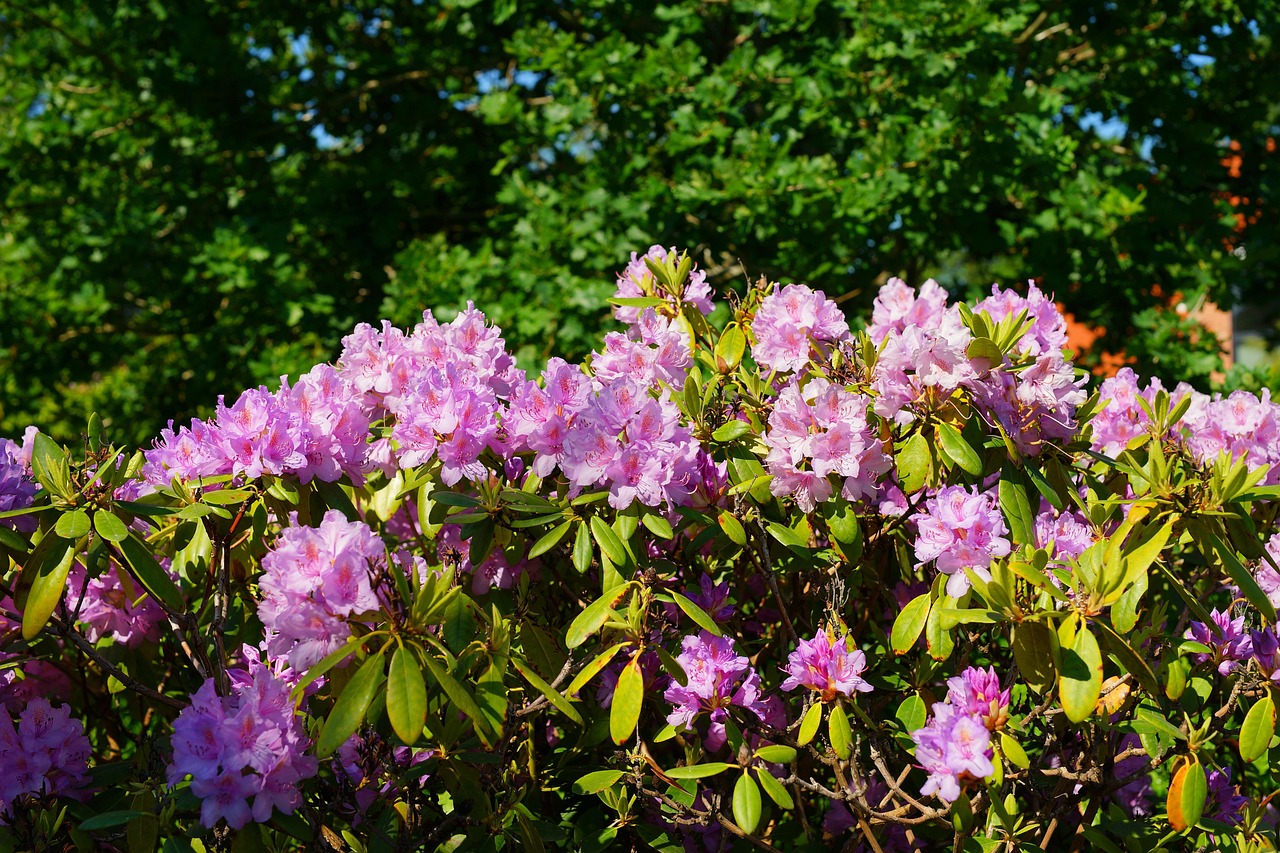 Rhododendren, Blüten, Busch, Bild von Karsten Paulick auf Pixabay