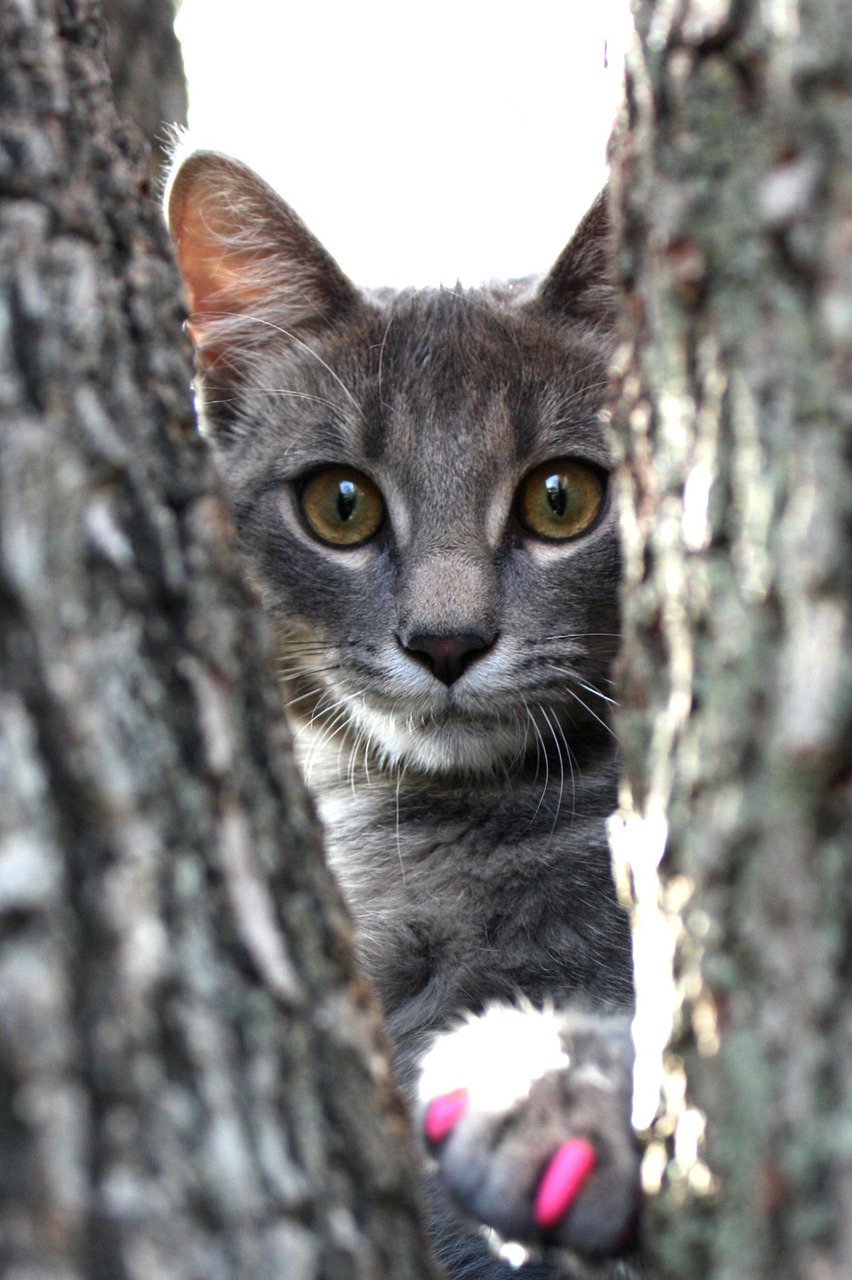 Katt Kattdjur Kattunge - Gratis foto på Pixabay - Pixabay