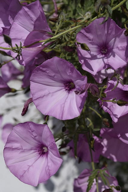 Free Flowers Portugal photo and picture
