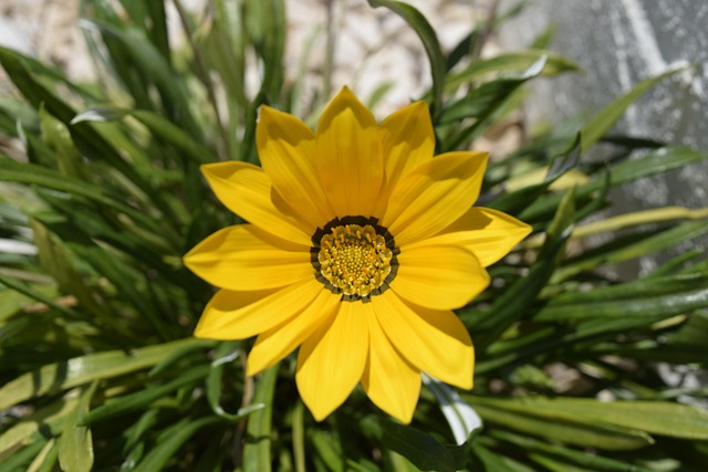 Free Flowers Portugal photo and picture