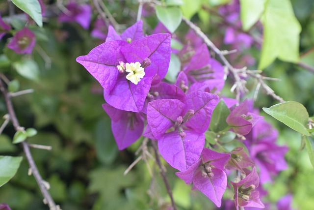 Free Flower Nature photo and picture