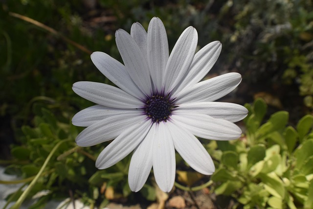 Free Flower Nature photo and picture