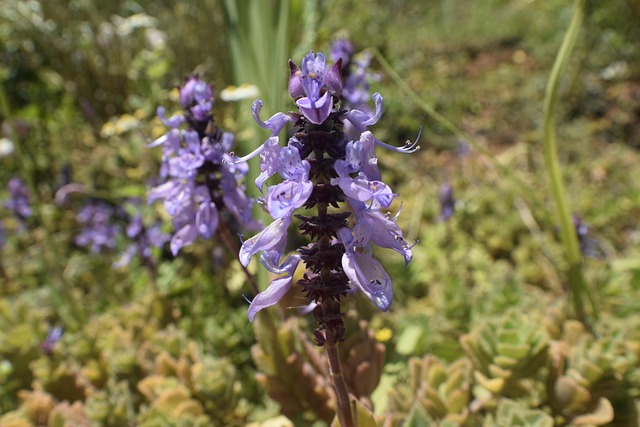 Free Flower Nature photo and picture