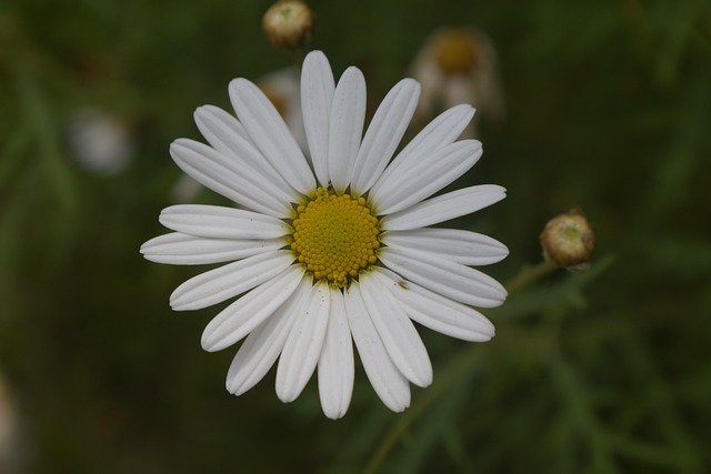 Free Flower Flower Background photo and picture