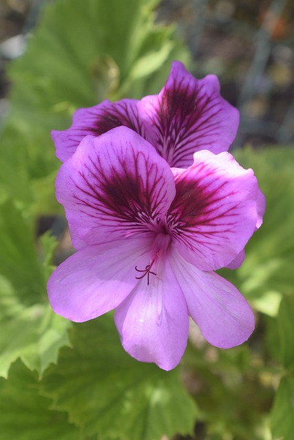 Free Flower Nature photo and picture