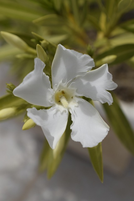 Free Flower Nature photo and picture