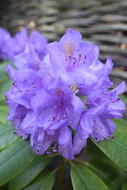 Free Flower Nature photo and picture