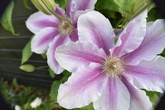 Free Flower Nature photo and picture