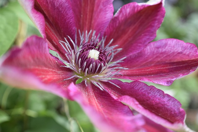 Free Flower Nature photo and picture