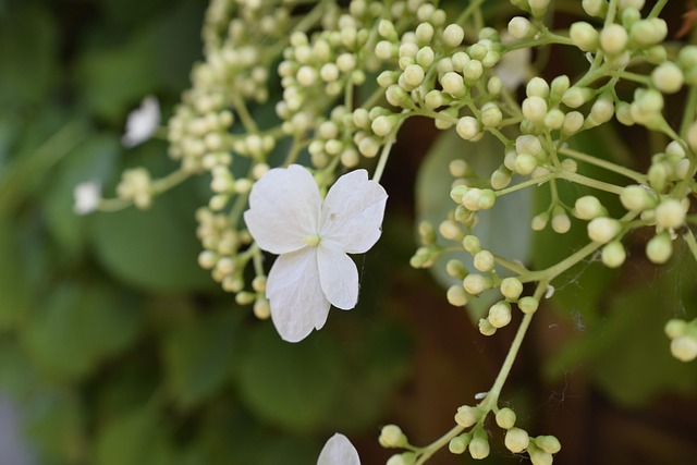 Free Flower Nature photo and picture