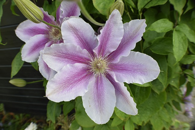 Free Flower Nature photo and picture