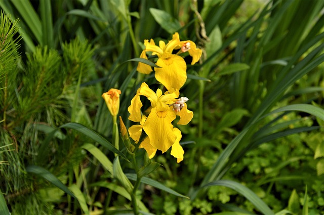 Free Bulbous Iris Flower photo and picture