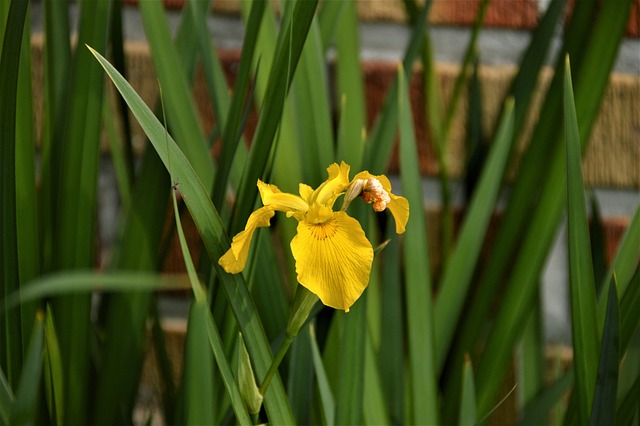 Free Bulbous Iris Flower photo and picture
