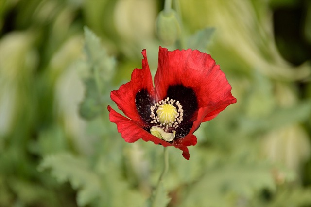 Free Poppy Flower photo and picture