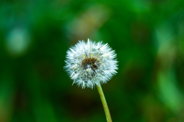 Free Dandelion Plant photo and picture