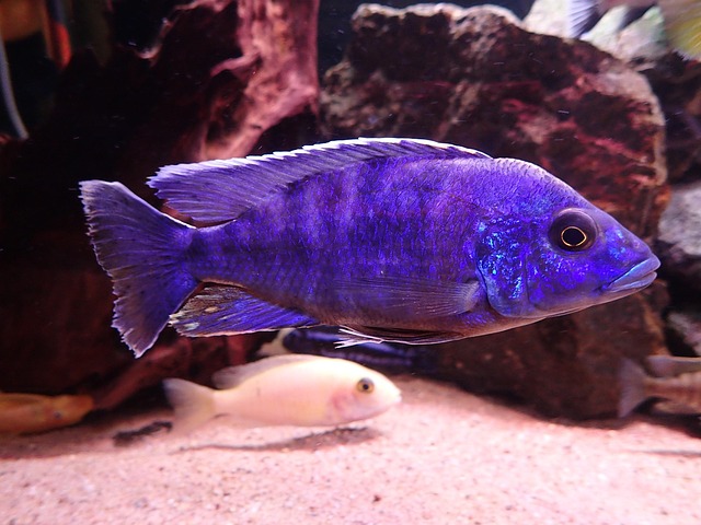 Fische, Aquarium, Süßwasser, Fisch, Blau