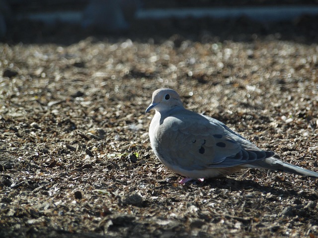 Free Bird Nature photo and picture