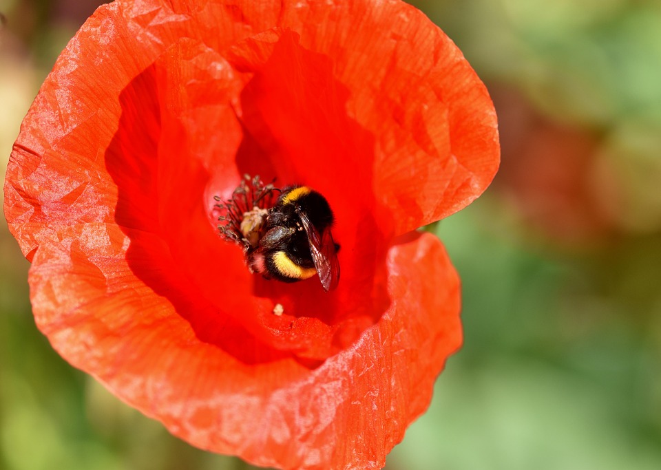 Poppy Bumblebee Insect - Free photo on Pixabay