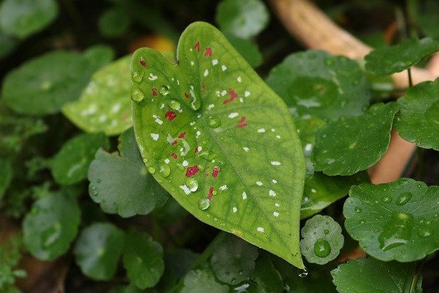 Free Leaf Nature photo and picture