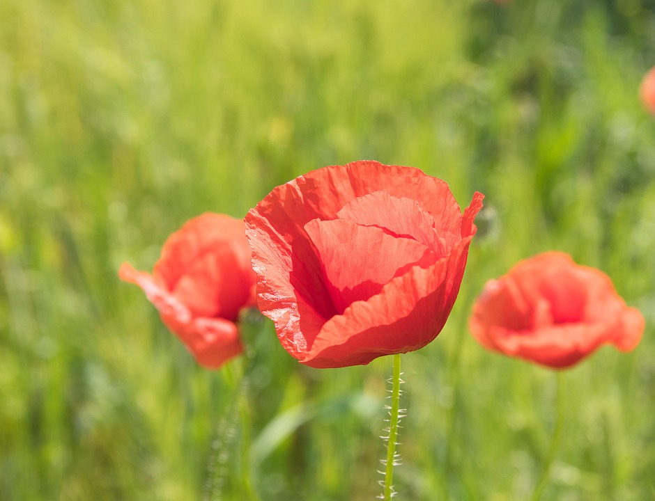 罂粟 罂粟花 虞美人 - Pixabay上的免费照片 - Pixabay