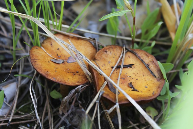 Free Mushrooms Plants photo and picture