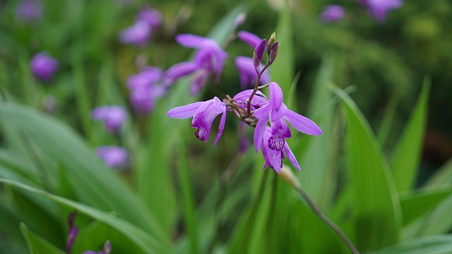 Free Purple Flower Spring Flowers photo and picture