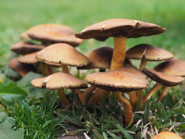 Free Mushrooms Grass photo and picture
