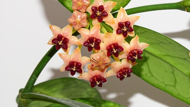 Free Flowering Hoja Plant photo and picture