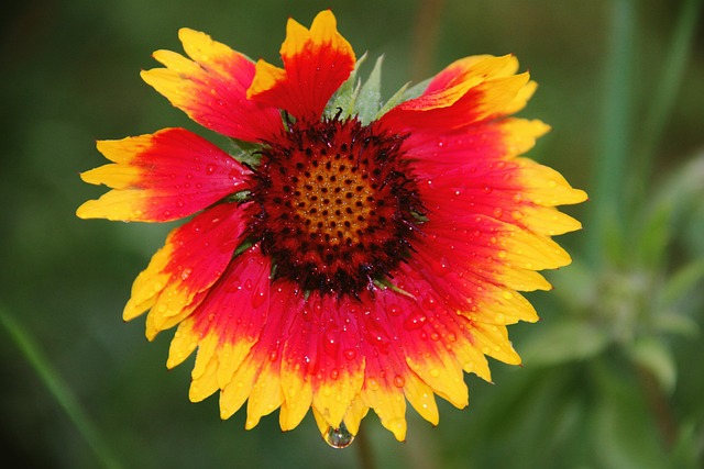 Free Flower Yellow photo and picture