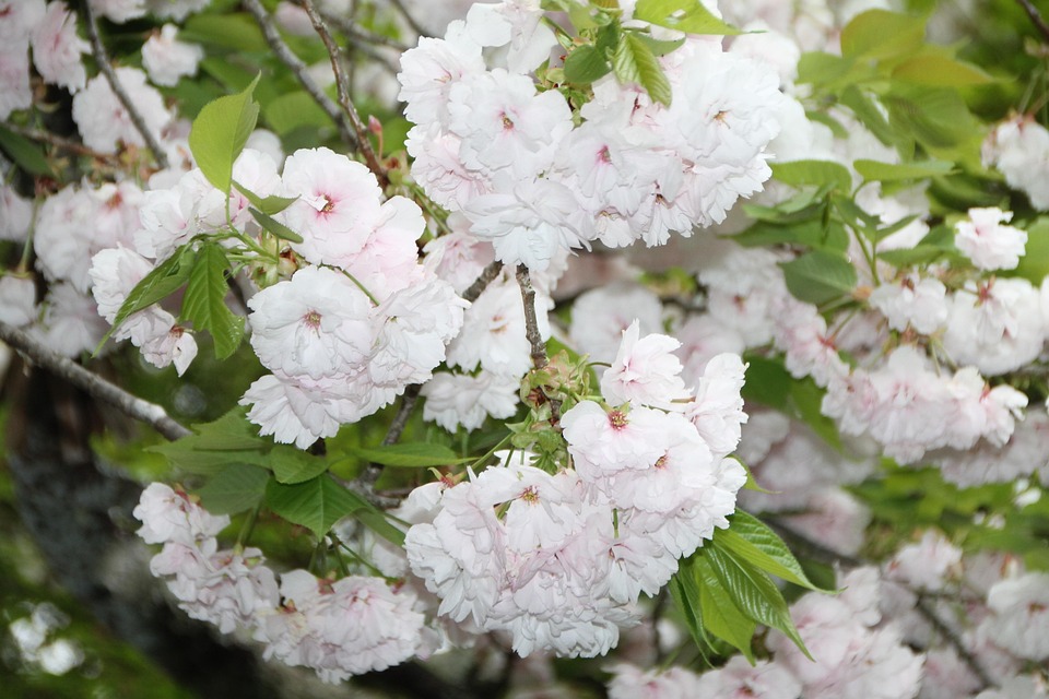 75+ Gambar Bunga Sakura Cantik Terlihat Keren 75+ Gambar Bunga Sakura Cantik Terlihat Keren