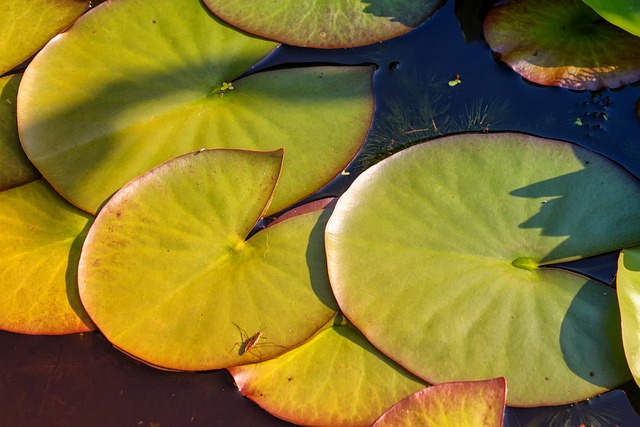 Free Nature Plant photo and picture