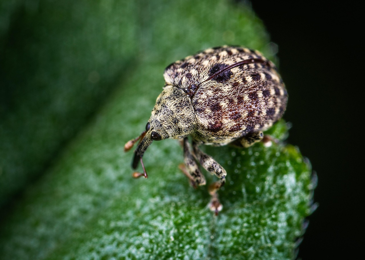 Macro Insect Invertebrate - Free photo on Pixabay - Pixabay