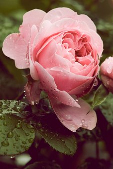 Flower, Nature, Rose, Leaf, Plant, Love