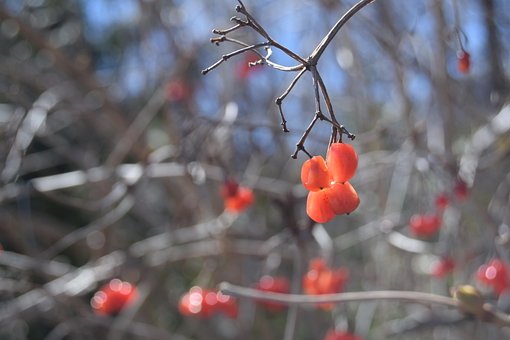 Rote Beeren, Winterimpressionen, Zweige