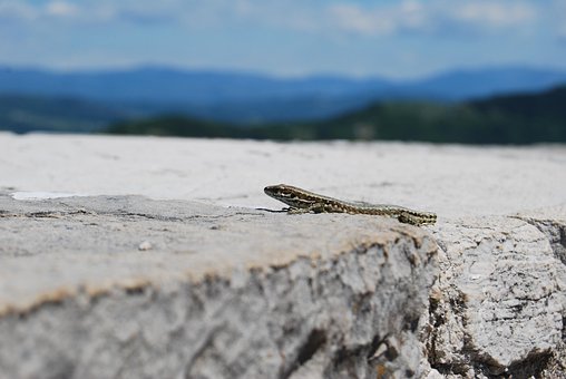 Eidechse, Mauer, Stein, Natur, Echse