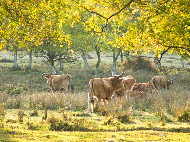 Free Cows Nature photo and picture