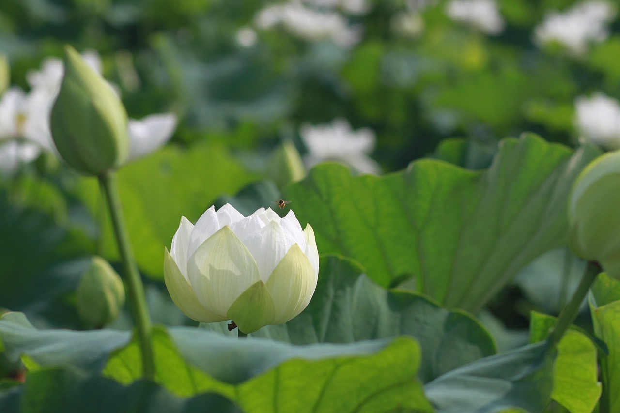 300개 이상 무료 연잎 및 연꽃 사진 - Pixabay