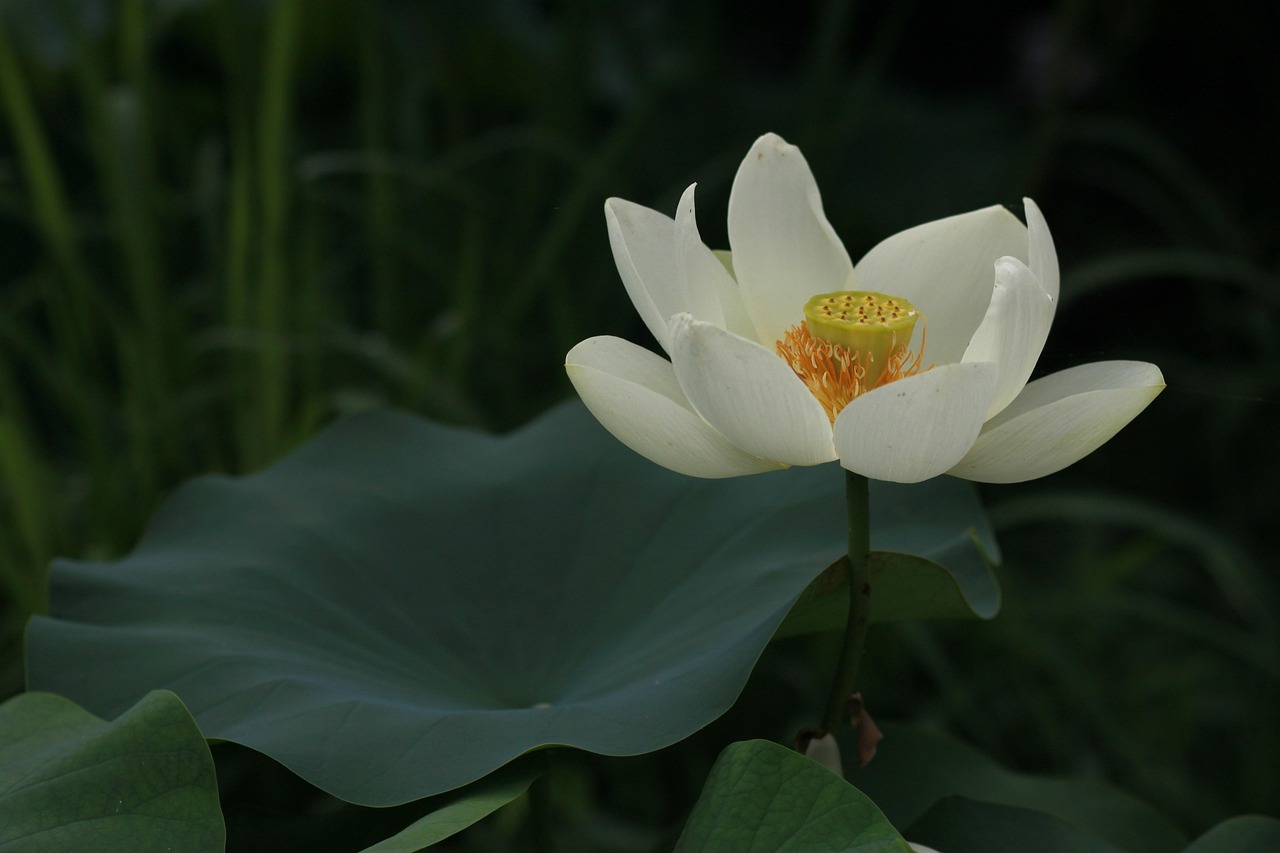 300개 이상 무료 연잎 및 연꽃 사진 - Pixabay