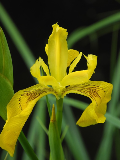 Blume, Gelb, Lilie, Wasserpflanze