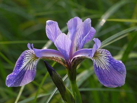 Blume, Blau, Iris, Blüte, Nahaufnahme