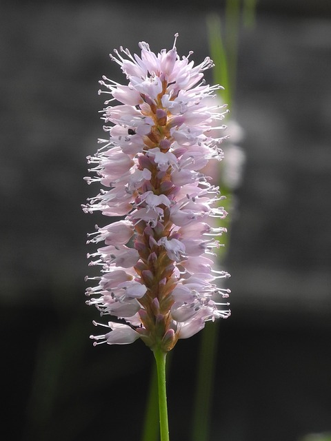 Blüte, Gras, Unkraut, Natur, Gewächs