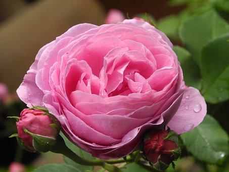 Rose, Rosa, Natur, Rosenblüte