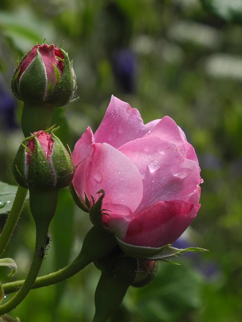 Rose, Rosa, Knospen, Blumentapete, Natur
