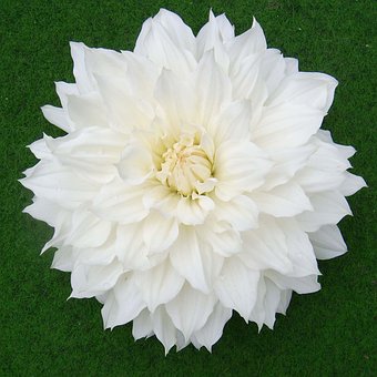 Free Nature Flower photo and picture